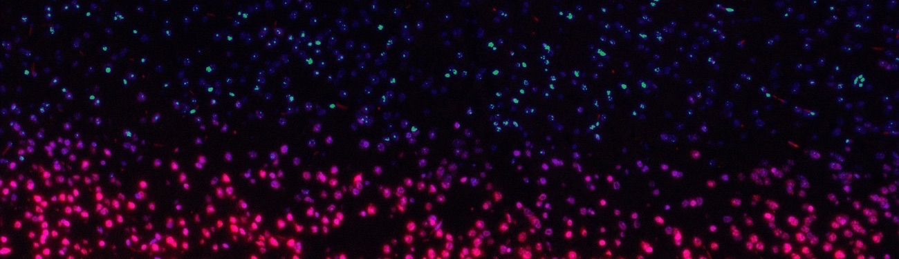 Enabling Novel X-ray Sources to Deliver Tumor-Killing Radiation