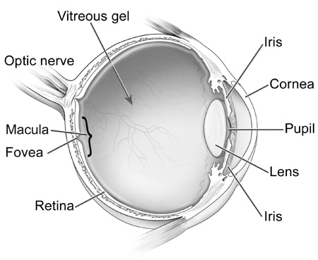 Diagram of the eye