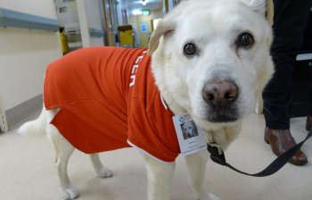 Furry volunteer a welcome distraction for patients article image