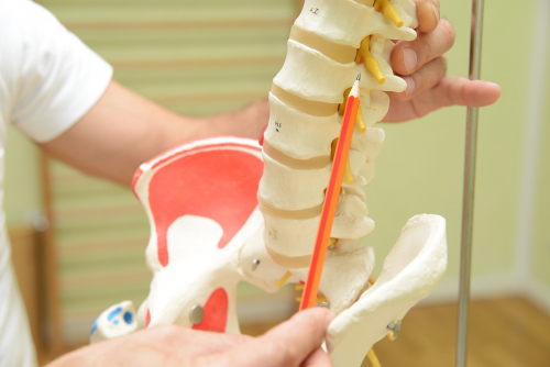 Close up of physiotherapist pointing to vertebrae on a dummy spine